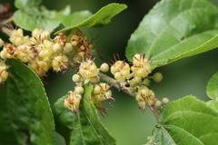 Guazuma ulmifolia